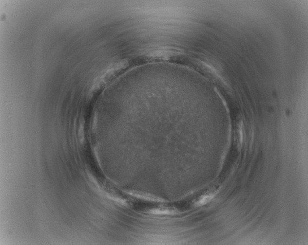 X0000065980504200603172118