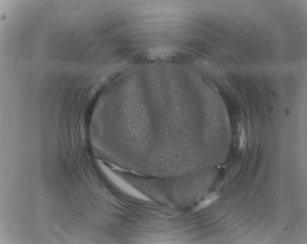 X0000065980508200603172118