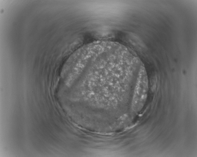 X0000065980515200603172118