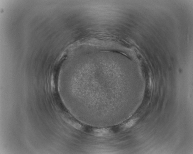 X0000065980516200603172118