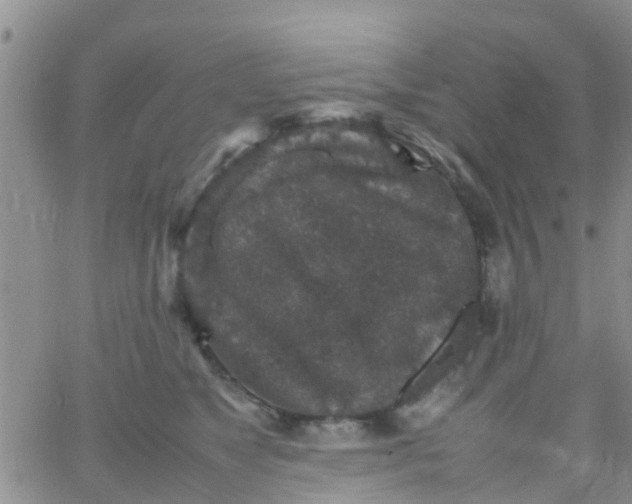 X0000065980517200603172118