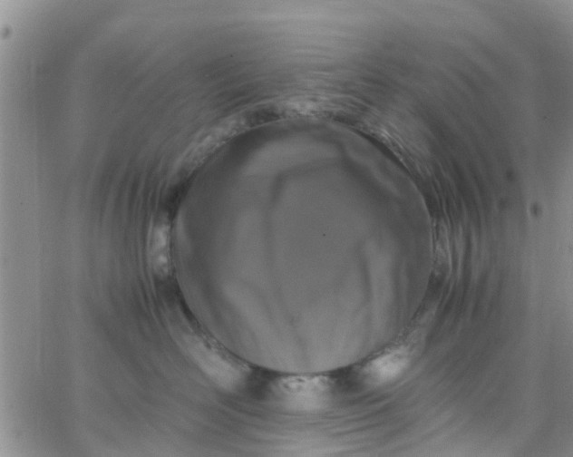 X0000065980526200603172118