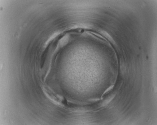 X0000065980530200603172117