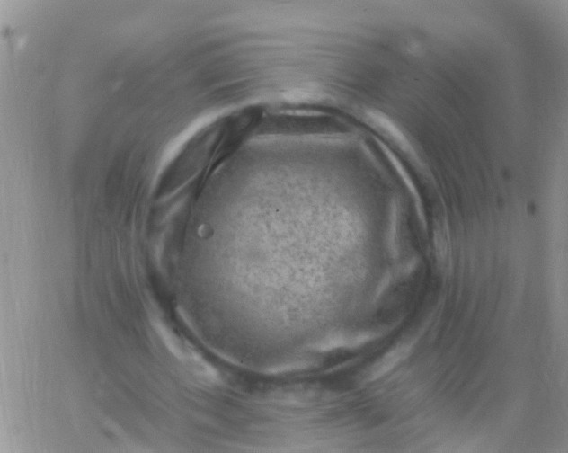 X0000065980532200603172117