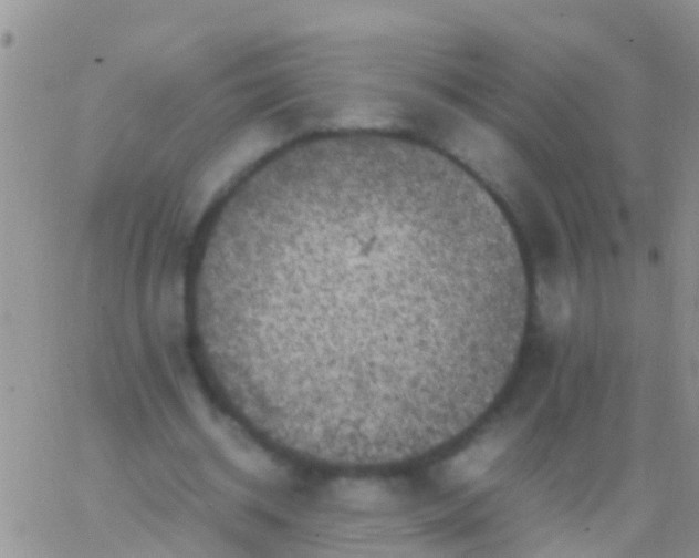 X0000065980534200603172117