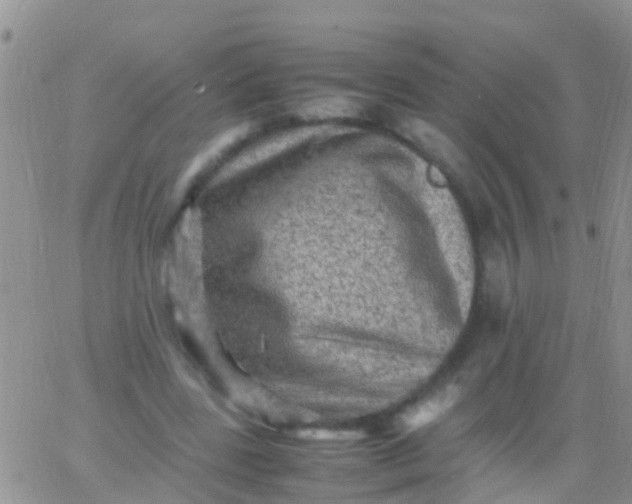 X0000065980539200603172117