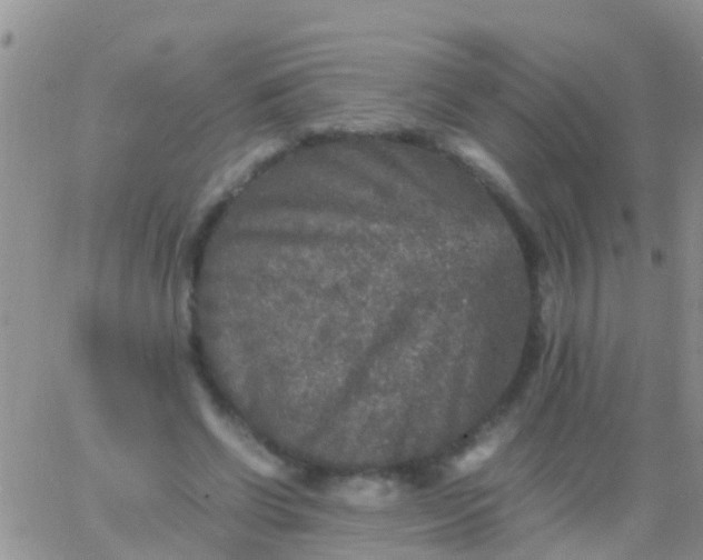 X0000065980542200603172118