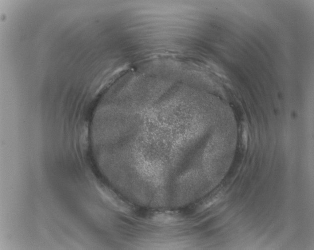 X0000065980550200603172118