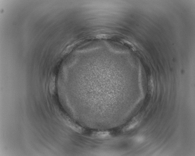 X0000065980554200603172118