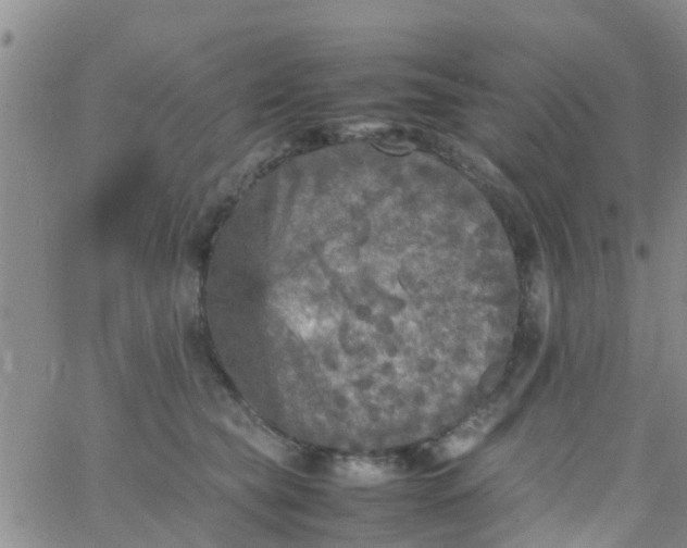 X0000065980565200603172118