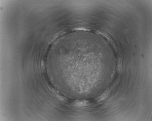 X0000065980569200603172118