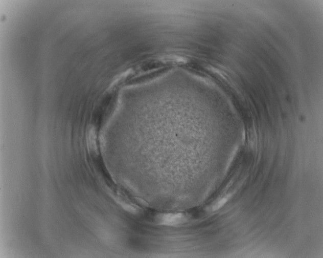 X0000065980575200603172118