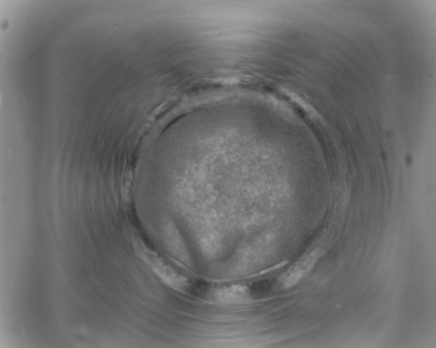 X0000065980576200603172118