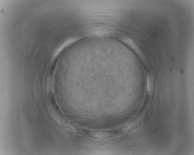 X0000065980579200603172117