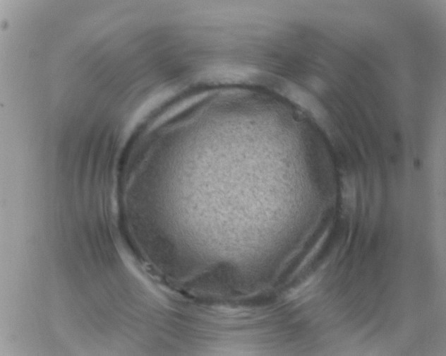 X0000065980582200603172117