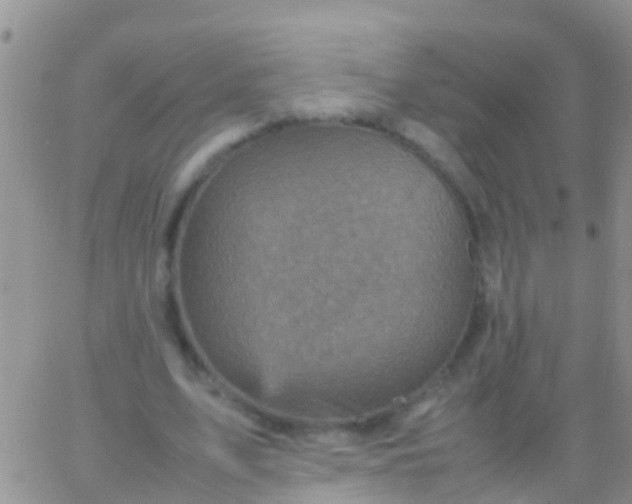 X0000065980583200603172117