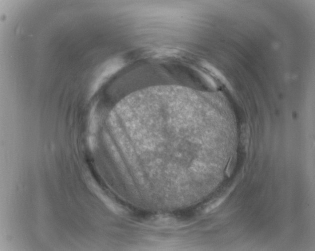 X0000065980589200603172117