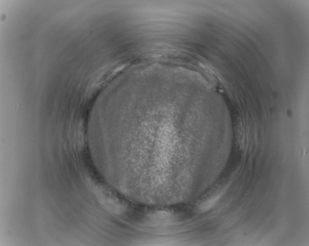 X0000065980594200603172117