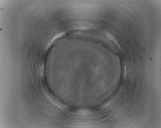 X0000065980596200603172117