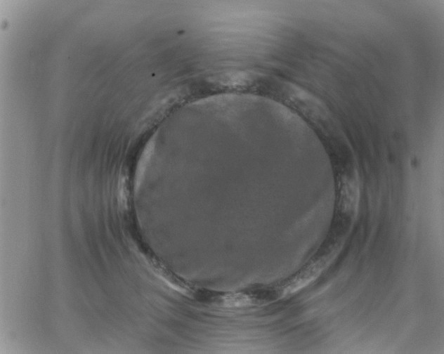 X0000065980612200603172117