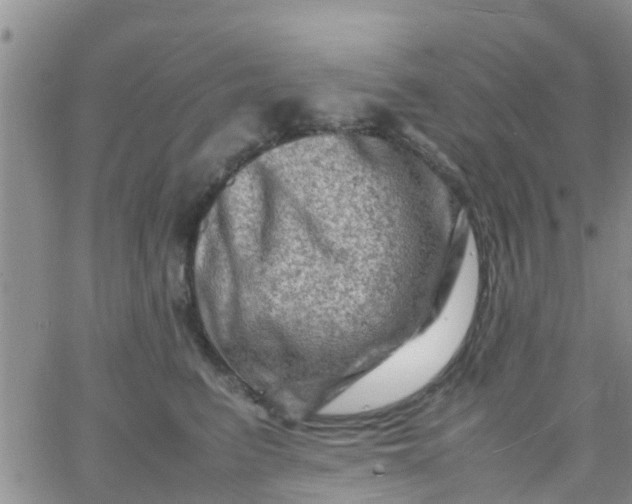 X0000065980615200603172117