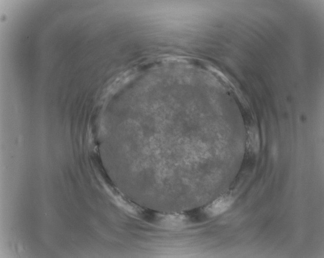 X0000065980621200603172117