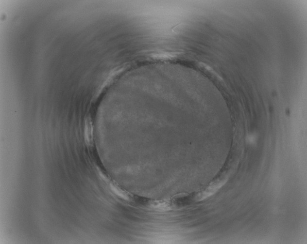 X0000065980624200603172117