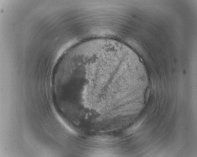 X0000065980630200603172116