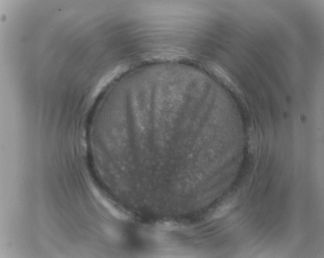 X0000065980634200603172116