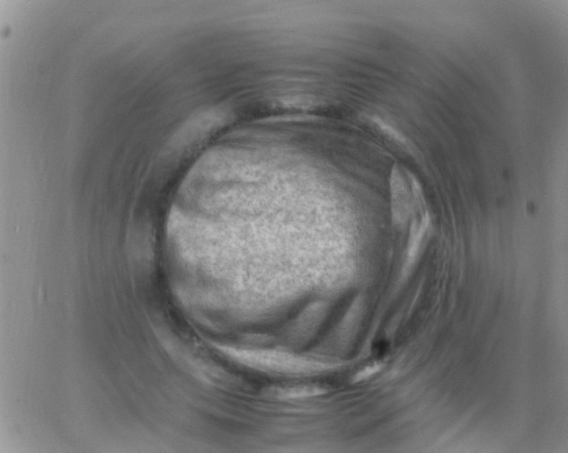 X0000065980639200603172116