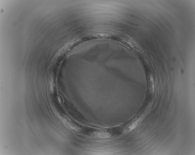 X0000065980644200603172116