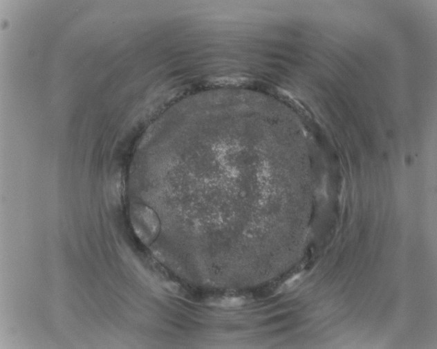 X0000065980647200603172116