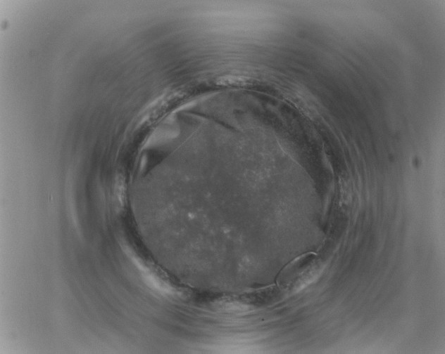 X0000065980648200603172116