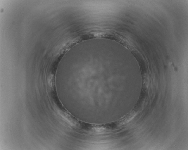 X0000065980650200603172116