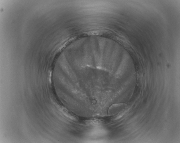 X0000065980652200603172116