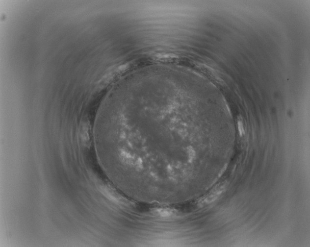 X0000065980654200603172116