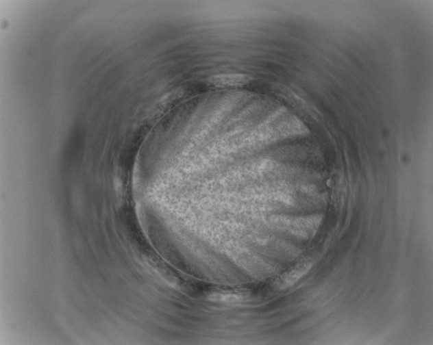 X0000065980655200603172116