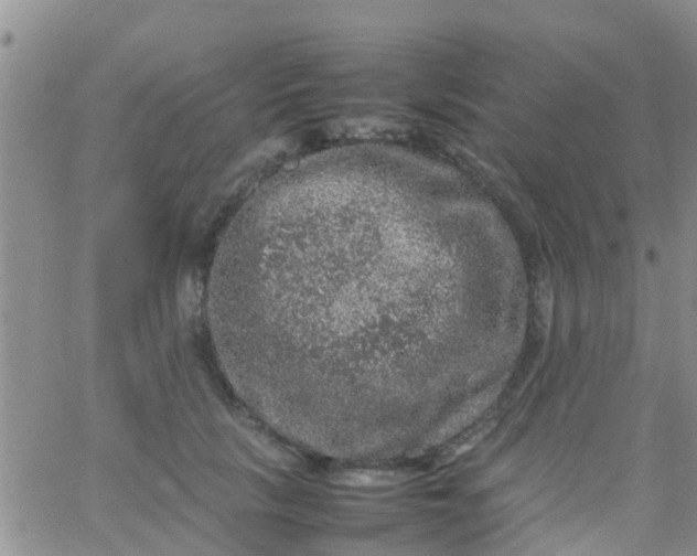 X0000065980657200603172116