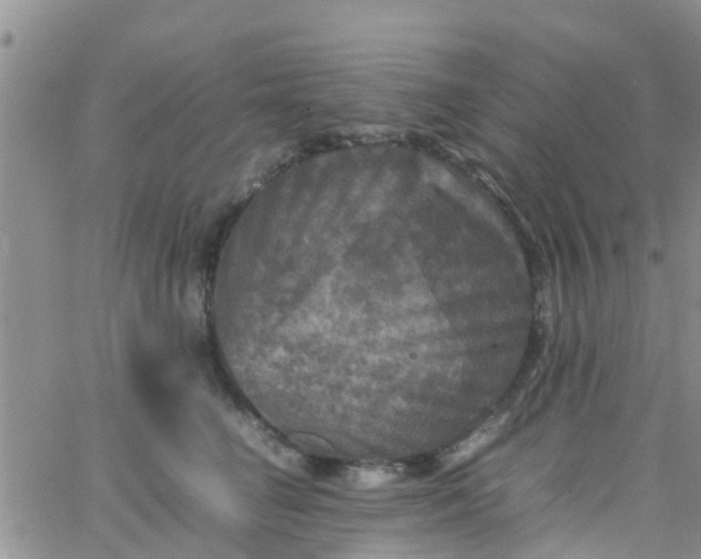 X0000065980662200603172116