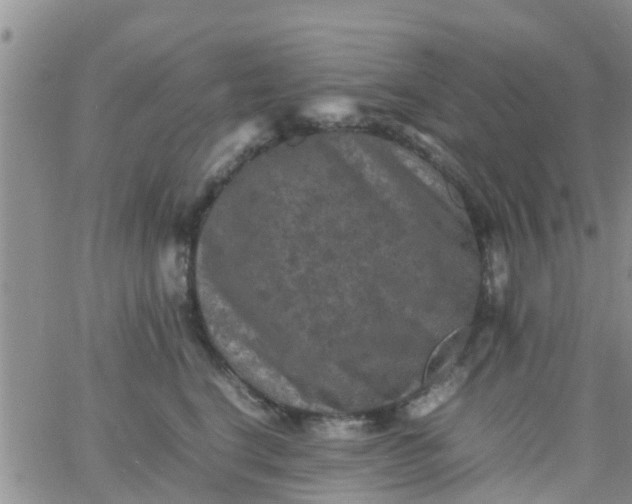 X0000065980664200603172116