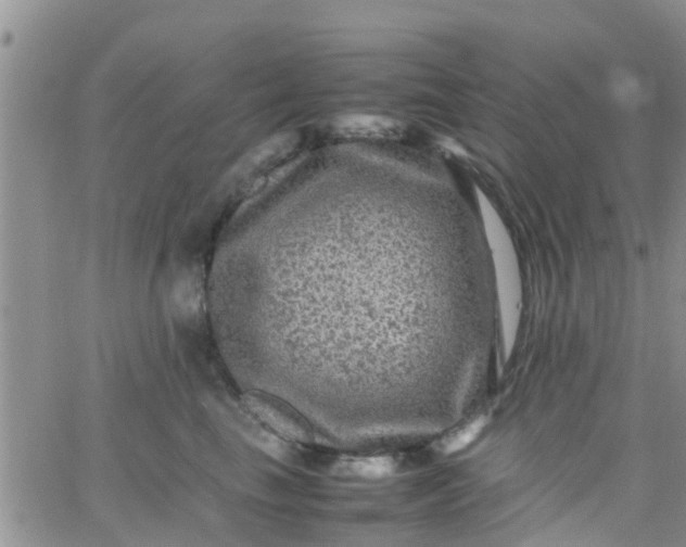 X0000065980665200603172116