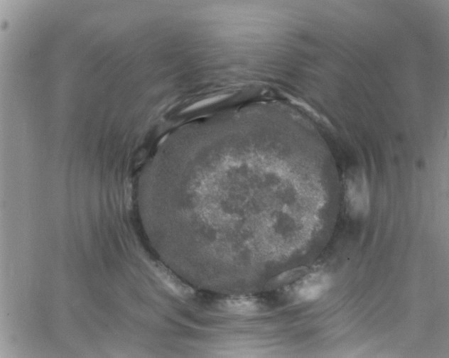 X0000065980668200603172116