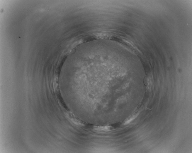 X0000065980671200603172116