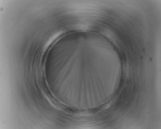 X0000065980674200603172116