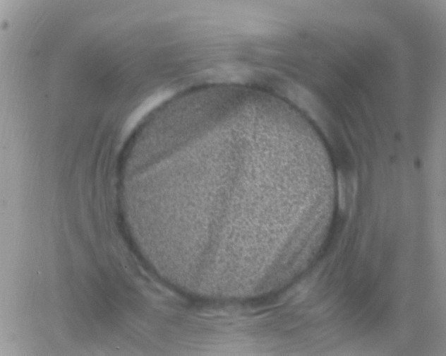 X0000065980675200603172116