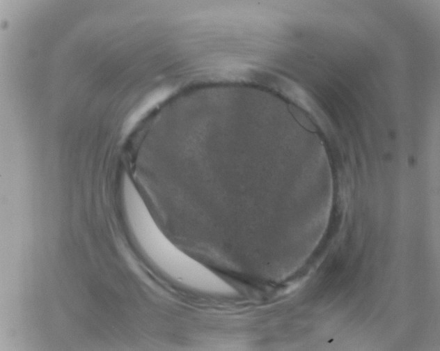 X0000065980677200603172116