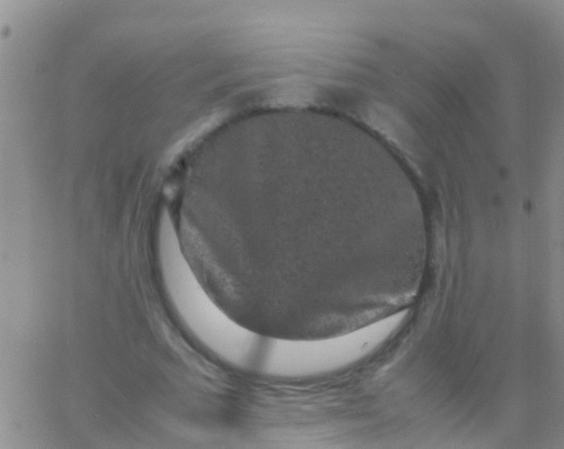 X0000065980681200603172116