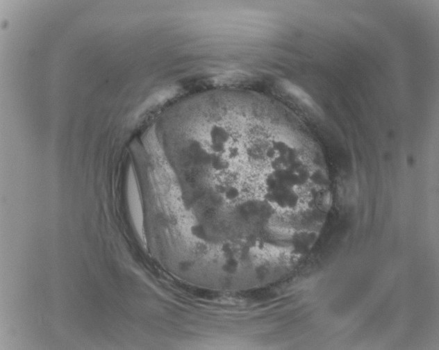 X0000065980691200603172115