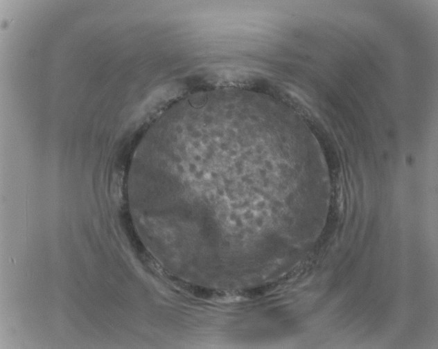 X0000065980695200603172115