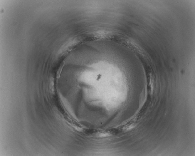 X0000065980696200603172115